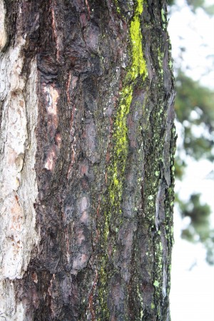 Tree moss